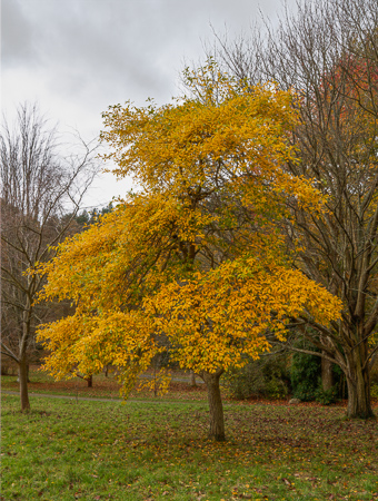 bodnant gardens.jpg