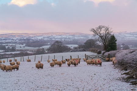 Sheep in Snow.jpg