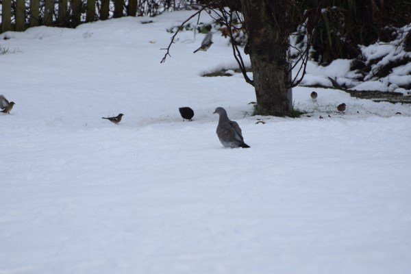 Birds under feeders in snow.jpg