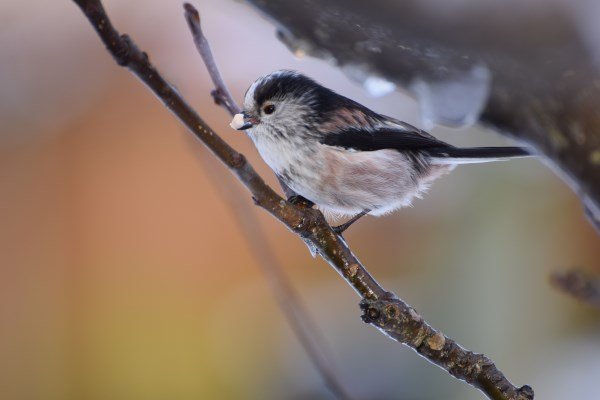 Long Tailed Tit in icy winter.jpg