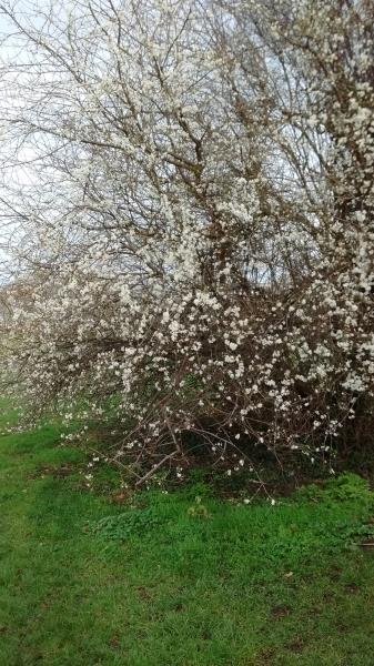 Myrobalan or native wild plum in flower St Asaph 2017.jpg
