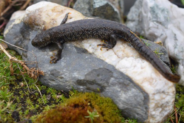 GC Newt 20th March.jpg