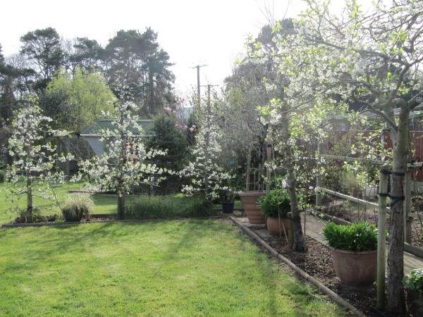 Four pollination partners for Denbigh plum tree.jpg