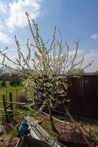 plum blossom.jpg