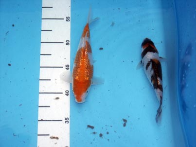 ginko.jpg