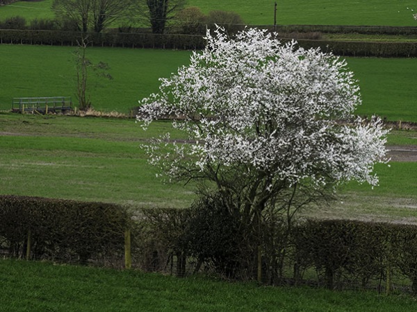 Blackthorn Blossom.jpg