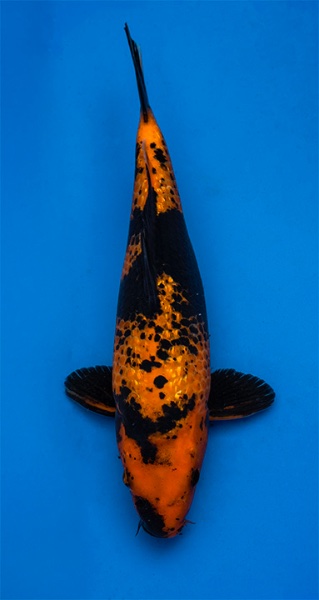 Koi 1-30cm.jpg