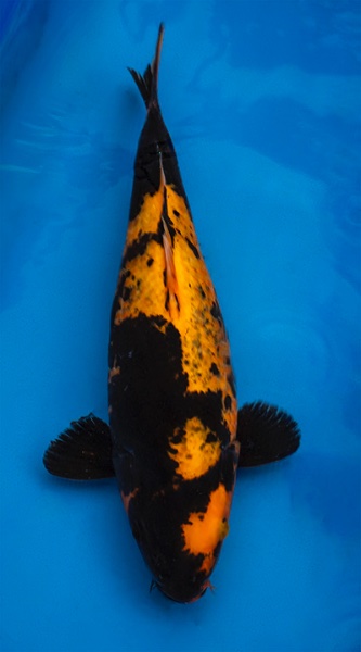 Koi 2-32cm.jpg