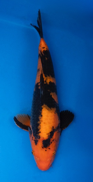 Koi 3- 40cm.jpg