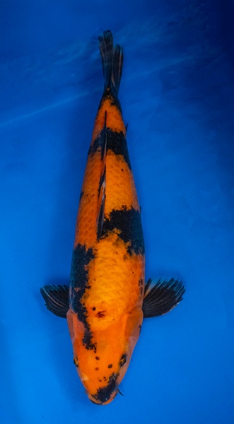 Koi 4-44cm.jpg