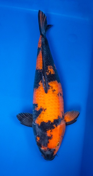 Koi 5-44cm.jpg