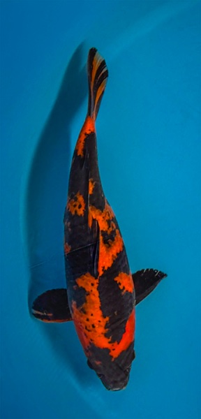Koi 6 - 25cm.jpg