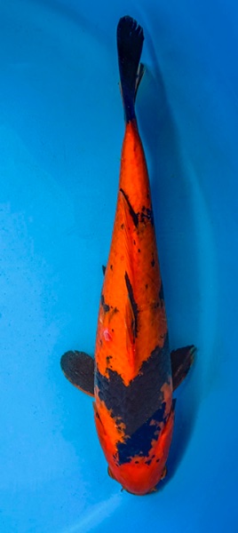 koi 7 - 22cm.jpg